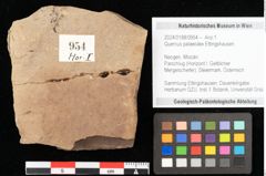 Foto (Objekt + Etikett) von Quercus palaeoilex Ettingshausen (NHMW-GEO-2024-0188-0954)